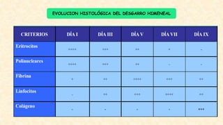 EVOLUCION HISTOLÓGICA DEL DESGARRO HIMENEAL
 