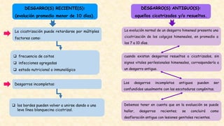 DESGARRO(S) RECIENTE(S):
(evolución promedio menor de 10 días).
DESGARRO(S) ANTIGUO(S):
aquellos cicatrizados y/o resueltos.
cuando existan desgarros resueltos o cicatrizados, sin
signos vitales perilesionales himeneales, correspondería a
un desgarro antiguo.
La cicatrización puede retardarse por múltiples
factores como:
 frecuencia de coitos
 infecciones agregadas
 estado nutricional o inmunológico
Desgarros incompletos:
 los bordes pueden volver a unirse dando o una
leve línea blanquecina cicatrizal.
La evolución normal de un desgarro himeneal presenta una
cicatrización de los colgajos himeneales, en promedio a
los 7 a 10 días.
Los desgarros incompletos antiguos pueden ser
confundidos usualmente con las escotaduras congénitas.
Debemos tener en cuenta que en la evaluación se puede
hallar, desgarros recientes; se concluirá como
desfloración antigua con lesiones genitales recientes.
 