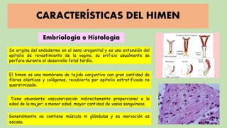 CARACTERÍSTICAS DEL HIMEN
Embriología e Histología
Se origina del endodermo en el seno urogenital y es una extensión del
epitelio de revestimiento de la vagina, su orificio usualmente se
perfora durante el desarrollo fetal tardío.
El himen es una membrana de tejido conjuntivo con gran cantidad de
fibras elásticas y colágenas, recubierta por epitelio estratificado no
queratinizado.
Tiene abundante vascularización indirectamente proporcional a la
edad de la mujer; a menor edad, mayor cantidad de vasos sanguíneos.
Generalmente no contiene músculo ni glándulas y su inervación es
escasa.
 