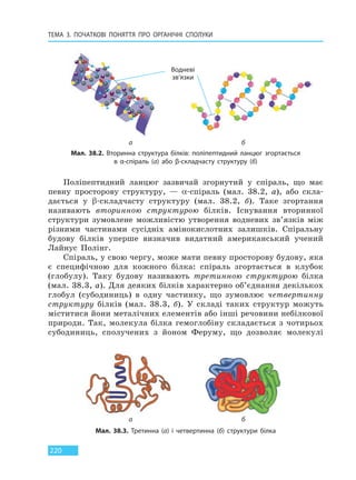 ТЕМА 3. ПОЧАТКОВІ ПОНЯТТЯ ПРО  ОРГАНІЧНІ СПОЛУКИ
220
Поліпептидний ланцюг зазвичай згорнутий у спіраль, що має
певну просторову структуру, — α-спіраль (мал. 38.2, а), або скла-
дається у β-складчасту структуру (мал. 38.2, б). Таке згортання
називають вторинною структурою білків. Існування вторинної
структури зумовлене можливістю утворення водневих зв’язків між
різними частинами сусідніх амінокислотних залишків. Спіральну
будову білків уперше визначив видатний американський учений
Лайнус Полінг.
Спіраль, у свою чергу, може мати певну просторову будову, яка
є специфічною для кожного білка: спіраль згортається в клубок
(глобулу). Таку будову називають третинною структурою білка
(мал. 38.3, а). Для деяких білків характерно об’єднання декількох
глобул (субодиниць) в одну частинку, що зумовлює четвертинну
структуру білків (мал. 38.3, б). У складі таких структур можуть
міститися йони металічних елементів або інші речовини небілкової
природи. Так, молекула білка гемоглобіну складається з чотирьох
субодиниць, сполучених з йоном Феруму, що дозволяє молекулі
Мал. 38.2. Вторинна структура білків: поліпептидний ланцюг згортається
в α-спіраль (а) або β-складчасту структуру (б)
Водневі
зв’язки
a б
a б
Мал. 38.3. Третинна (а) і четвертинна (б) структури білка
Право для безоплатного розміщення підручника в мережі Інтернет має
Міністерство освіти і науки України http://mon.gov.ua/ та Інститут модернізації змісту освіти https://imzo.gov.ua
 