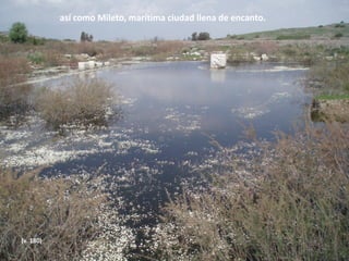 así como Mileto, marítima ciudad llena de encanto.

(v. 180)

 