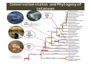 Conservation of Ganges River Dolphin in Giruwa River, India ppt | PPT