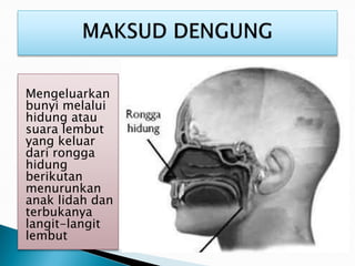 Mengeluarkan
bunyi melalui
hidung atau
suara lembut
yang keluar
dari rongga
hidung
berikutan
menurunkan
anak lidah dan
terbukanya
langit-langit
lembut
 