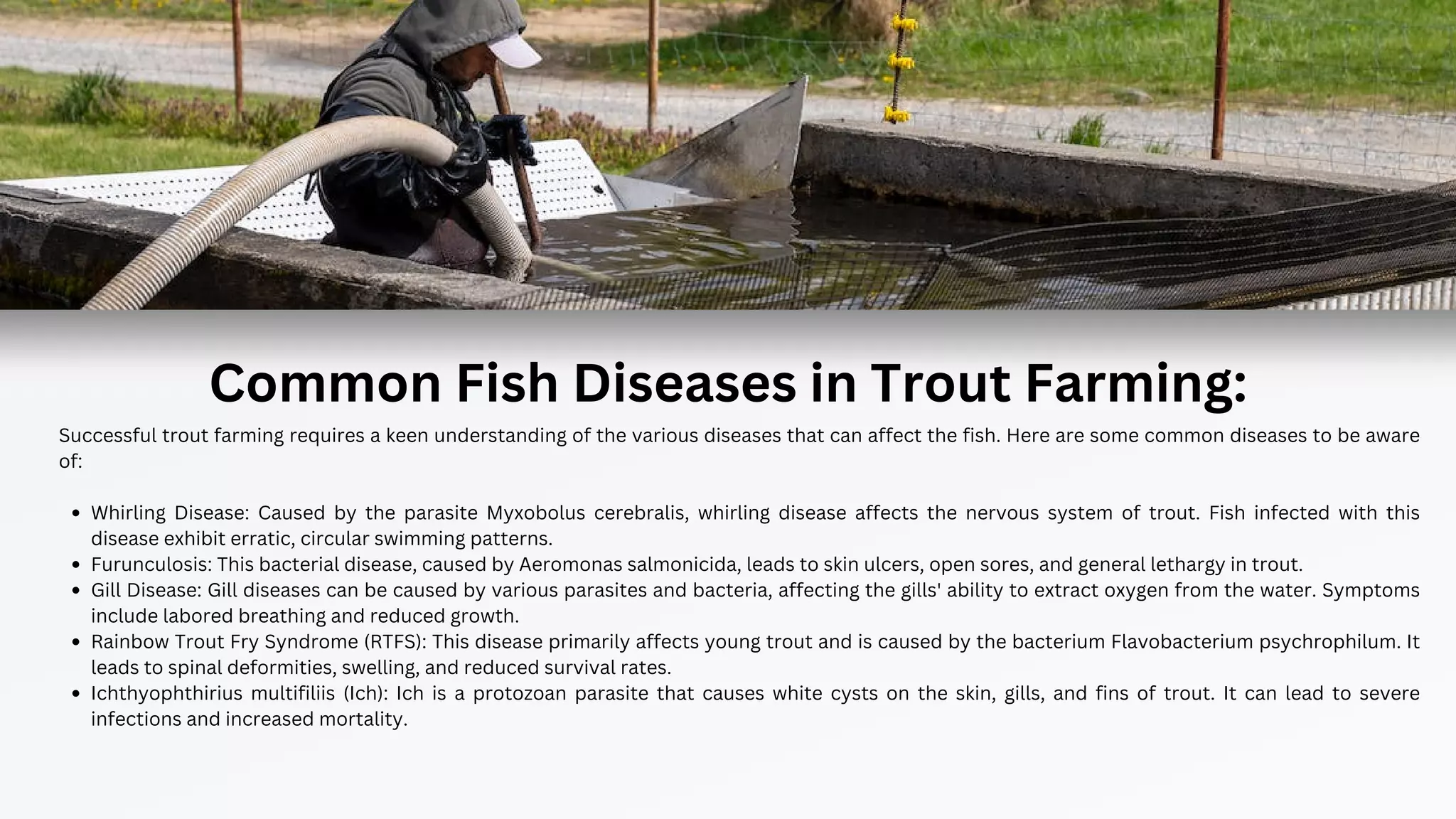 Rtfs Fish himvalleytrout-Major Fish Diseases for Successful Farming-Prevention ...