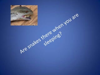 Cultural Diversity; Australia