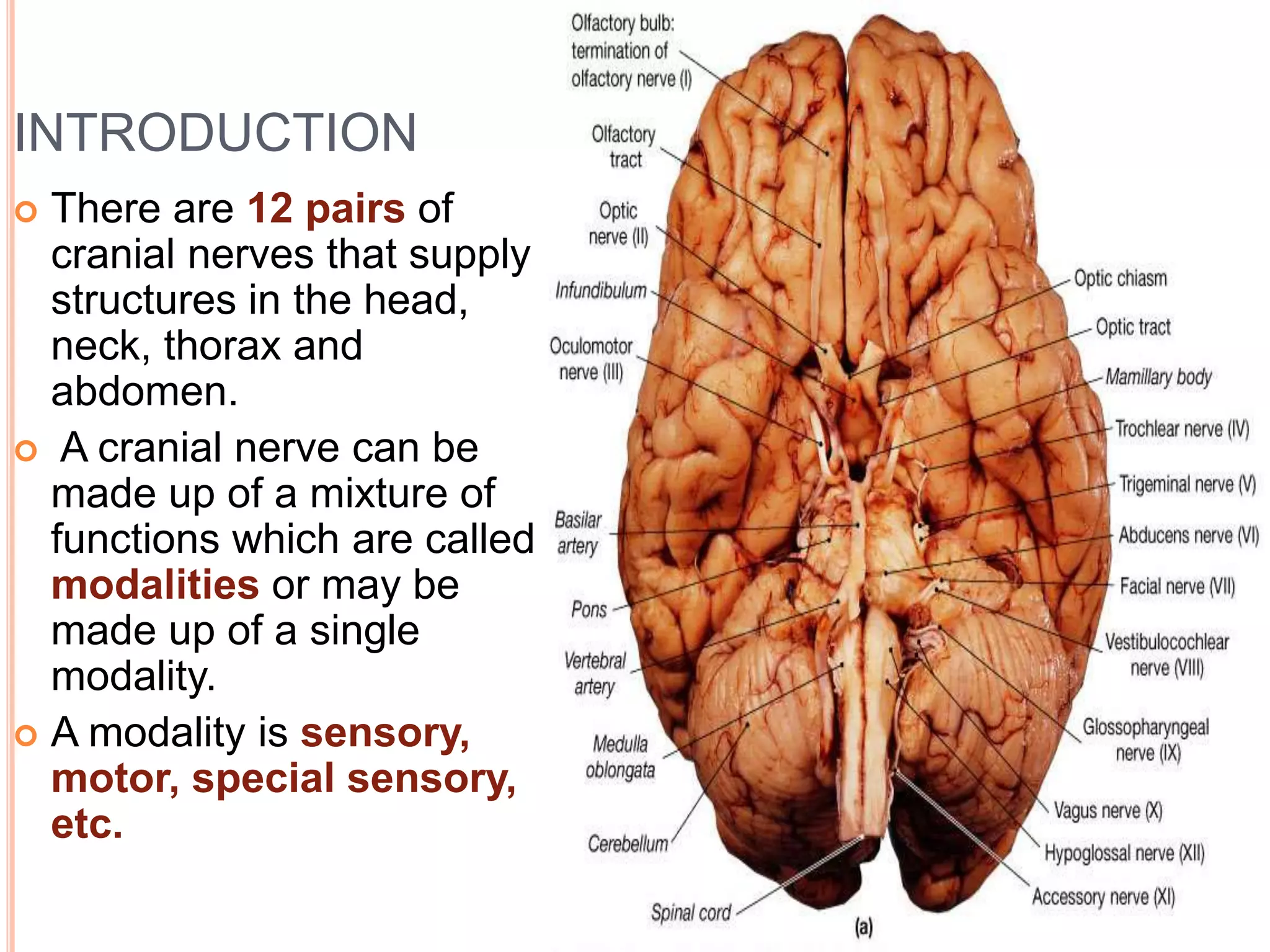 What Are The 12 Cranial Nerves And Functions