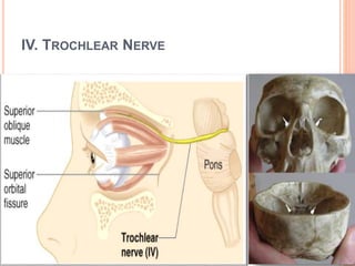 IV. TROCHLEAR NERVE
 
