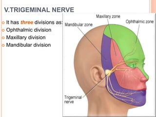 V.TRIGEMINAL NERVE
 It has three divisions as:
 Ophthalmic division
 Maxillary division
 Mandibular division
 