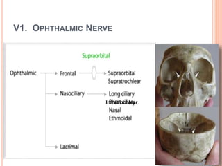 V1. OPHTHALMIC NERVE
Infratrochlear
 