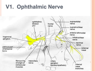 V1. Ophthalmic Nerve
 