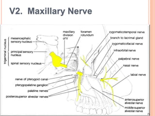 V2. Maxillary Nerve
 