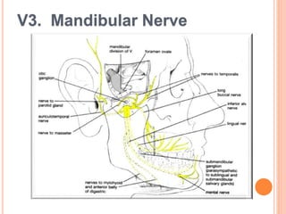 V3. Mandibular Nerve
 