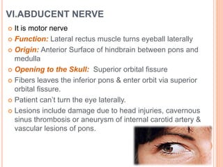 VI.ABDUCENT NERVE
 It is motor nerve
 Function: Lateral rectus muscle turns eyeball laterally
 Origin: Anterior Surface of hindbrain between pons and
medulla
 Opening to the Skull: Superior orbital fissure
 Fibers leaves the inferior pons & enter orbit via superior
orbital fissure.
 Patient can’t turn the eye laterally.
 Lesions include damage due to head injuries, cavernous
sinus thrombosis or aneurysm of internal carotid artery &
vascular lesions of pons.
 