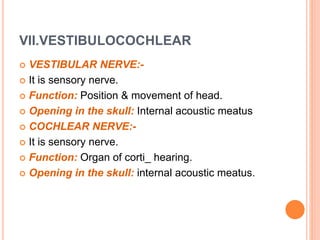 VII.VESTIBULOCOCHLEAR
 VESTIBULAR NERVE:-
 It is sensory nerve.
 Function: Position & movement of head.
 Opening in the skull: Internal acoustic meatus
 COCHLEAR NERVE:-
 It is sensory nerve.
 Function: Organ of corti_ hearing.
 Opening in the skull: internal acoustic meatus.
 
