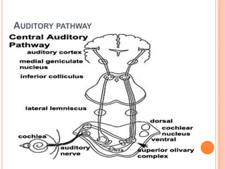 AUDITORY PATHWAY
 