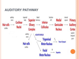 AUDITORY PATHWAY
 