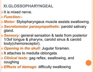 XI.GLOSSOPHARYNGEAL
 It is mixed nerve.
 Function:-
 Motor: Stylopharyngeus muscle assists swallowing.
 Secretomotor parasympathetic: parotid salivary
gland.
 Sensory: general sensation & taste from posterior
1/3of tongue & pharynx, carotid sinus & carotid
body(chemoreceptor).
 Opening in the skull: Jugular foramen.
 It attaches to medulla oblongata.
 Clinical tests: gag reflex, swallowing, and
coughing
 Effects of damage: difficulty swallowing
 