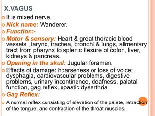 X.VAGUS
 It is mixed nerve.
 Nick name: Wanderer.
 Function:-
 Motor & sensory: Heart & great thoracic blood
vessels , larynx, trachea, bronchi & lungs, alimentary
tract from pharynx to splenic flexure of colon, liver,
kidneys & pancreas.
 Opening in the skull: Jugular foramen.
 Effects of damage: hoarseness or loss of voice;
dysphagia, cardiovascular problems, digestive
problems, urinary incontinence, deafness, palatal
function, gag reflex, spastic dysarthria.
 Gag Reflex:
 A normal reflex consisting of elevation of the palate, retraction
of the tongue, and contraction of the throat muscles.
 