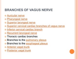 BRANCHES OF VAGUS NERVE
 Auricular nerve
 Pharyngeal nerve
 Superior laryngeal nerve
 Superior cervical cardiac branches of vagus nerve
 Inferior cervical cardiac branch
 Recurrent laryngeal nerve
 Thoracic cardiac branches
 Branches to the pulmonary plexus
 Branches to the esophageal plexus
 Anterior vagal trunk
 Posterior vagal trunk
 