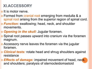 XI.ACCESSORY
 It is motor nerve.
 Formed from cranial root emerging from medulla & a
spinal root arising from the superior region of spinal cord.
 Function: swallowing; head, neck, and shoulder
movements.
 Opening in the skull: Jugular foramen.
 Spinal root passes upward into cranium via the foramen
magnum.
 Accessory nerve leaves the foramen via the jugular
foramen.
 Clinical tests: rotate head and shrug shoulders against
resistance
 Effects of damage: impaired movement of head, neck,
and shoulders; paralysis of sternocleidomastoid
 