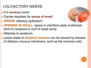 I.OLFACTORY NERVE
 It is sensory nerve
 Carries impulses for sense of smell
 ORIGIN: olfactory epithelium
 OPENING IN SKULL: opens in cribriform plate of ethmoid
bone to receptors in roof of nasal cavity.
 Attaches to cerebrum.
 Lesion leads to bilateral anosmia can be caused by disease
of olfactory mucous membrane, such as the common cold .
 