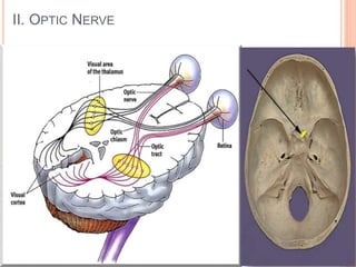 II. OPTIC NERVE
 