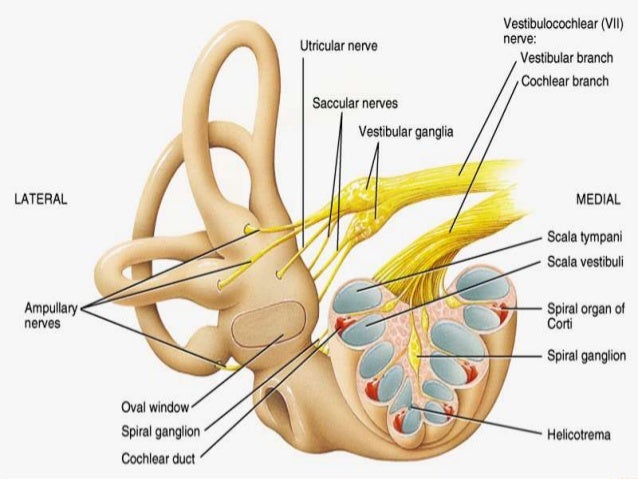 vestibulocochlear reflex cranial nerves vestibulocochlear reflex cranial nerves