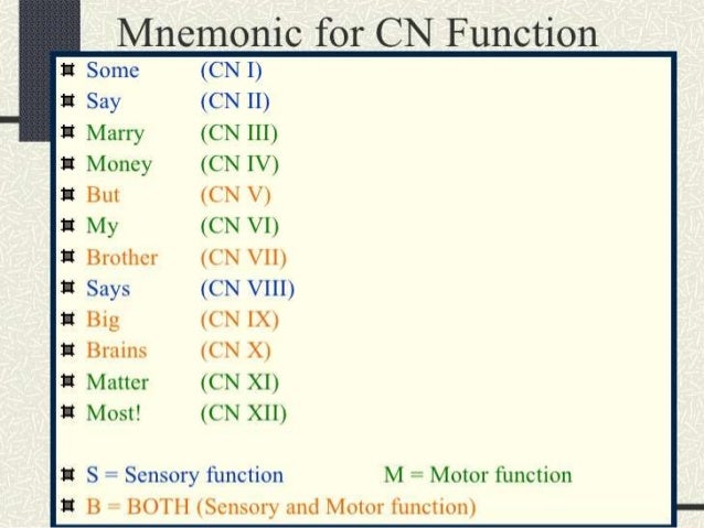 Cranial Nerves