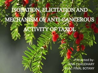 ISOLATION, ELICITATIONAND
MECHANISMOFANTI-CANCEROUS
ACTIVITYOFTAXOL
Presented by-
HINA CHAUDHARY
M.Sc. FINAL BOTANY
 