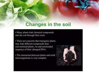 Genetically Modified Plants ppt | PPTX