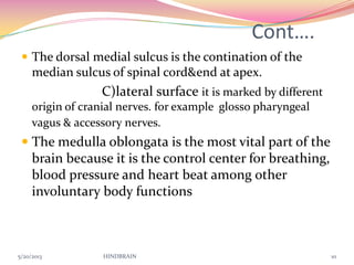 Cont….
 The dorsal medial sulcus is the contination of the
median sulcus of spinal cord&end at apex.
C)lateral surface it is marked by different
origin of cranial nerves. for example glosso pharyngeal
vagus & accessory nerves.
 The medulla oblongata is the most vital part of the
brain because it is the control center for breathing,
blood pressure and heart beat among other
involuntary body functions
5/20/2013 HINDBRAIN 10
 