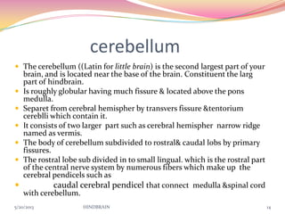 cerebellum
 The cerebellum ((Latin for little brain) is the second largest part of your
brain, and is located near the base of the brain. Constituent the larg
part of hindbrain.
 Is roughly globular having much fissure & located above the pons
medulla.
 Separet from cerebral hemispher by transvers fissure &tentorium
cereblli which contain it.
 It consists of two larger part such as cerebral hemispher narrow ridge
named as vermis.
 The body of cerebellum subdivided to rostral& caudal lobs by primary
fissures.
 The rostral lobe sub divided in to small lingual. which is the rostral part
of the central nerve system by numerous fibers which make up the
cerebral pendicels such as
 caudal cerebral pendicel that connect medulla &spinal cord
with cerebellum.
5/20/2013 HINDBRAIN 14
 