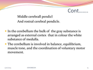 Cont…….
Middle cerebrall pendicl
And rostral cerebral pendicle.
 In the cerebellum the bulk of the gray substance is
arranged as external cortex that in colour the white
substance of medulla.
 The cerebellum is involved in balance, equilibrium,
muscle tone, and the coordination of voluntary motor
movement.
5/20/2013 HINDBRAIN 15
 