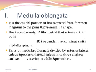 I. Medulla oblongata
 It is the caudal portion of brain extend from foramen
magnum to the pons & pyramidal in shape.
 Has two extremity :.A)the rostral that is toward the
pons
B) the caudal that continues with
medulla spinals.
 Parts of medulla oblongata divided by anterior lateral
sulcus &posterior lateral sulcus in to three distinct
such as anterior ,meddle &posteriors.
5/20/2013 HINDBRAIN 8
 