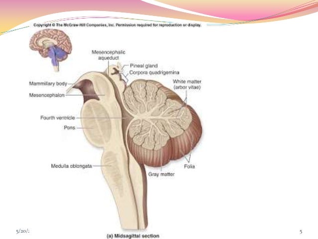 hindbrain