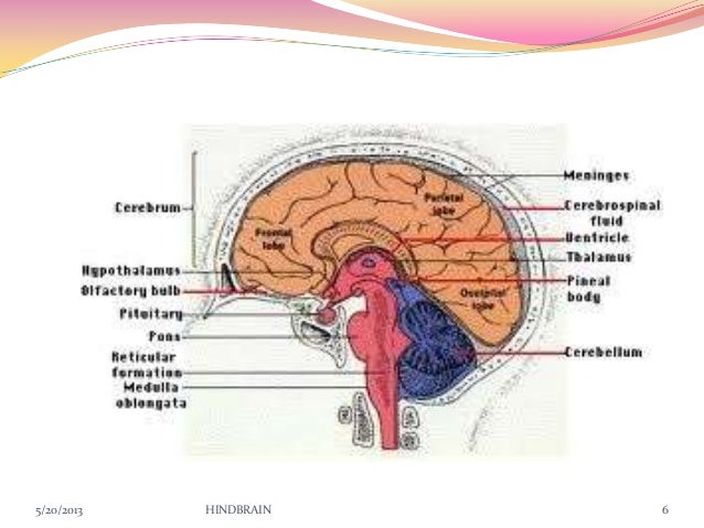 hindbrain