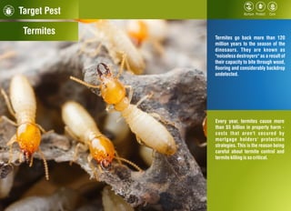Target Pest
Termites go back more than 120
million years to the season of the
dinosaurs. They are known as
"noiseless destroyers" as a result of
their capacity to bite through wood,
ooring and considerably backdrop
undetected.
Every year, termites cause more
than $5 billion in property harm -
costs that aren't secured by
mortgage holders' protection
strategies. This is the reason being
careful about termite control and
termitekilling is socritical.
Termites
 
