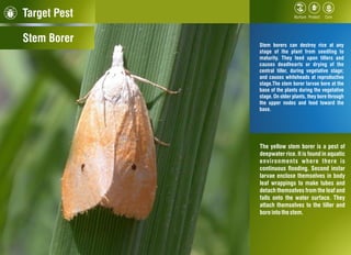 Target Pest
Stem Borer Stem borers can destroy rice at any
stage of the plant from seedling to
maturity. They feed upon tillers and
causes deadhearts or drying of the
central tiller, during vegetative stage;
and causes whiteheads at reproductive
stage.The stem borer larvae bore at the
base of the plants during the vegetative
stage. On older plants, they bore through
the upper nodes and feed toward the
base.
The yellow stem borer is a pest of
deepwater rice. It is found in aquatic
environments where there is
continuous ooding. Second instar
larvae enclose themselves in body
leaf wrappings to make tubes and
detach themselves from the leaf and
falls onto the water surface. They
attach themselves to the tiller and
boreinto thestem.
 