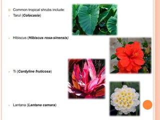  Common tropical shrubs include:
 Tarul (Colocasia)
 Hibiscus (Hibiscus rosa-sinensis)
 Ti (Cordyline fruticosa)
 Lan...