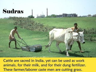 Cattle are sacred in India, yet can be used as workCattle are sacred in India, yet can be used as work
animals, for their milk, and for their dung fertilizer.animals, for their milk, and for their dung fertilizer.
These farmer/laborer caste men are cutting grass.These farmer/laborer caste men are cutting grass.
SudrasSudras
 