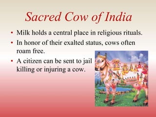 Sacred Cow of India
• Milk holds a central place in religious rituals.
• In honor of their exalted status, cows often
roam free.
• A citizen can be sent to jail for
killing or injuring a cow.
 