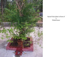 Sacred Tulsi plant in front of
a
Hindu house

 