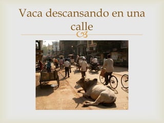 Vaca descansando en una
          calle
          
 