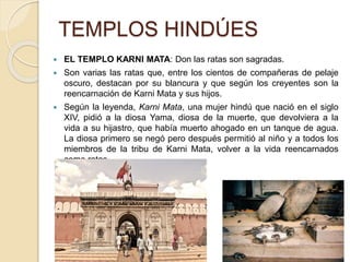 TEMPLOS HINDÚES
 EL TEMPLO KARNI MATA: Don las ratas son sagradas.
 Son varias las ratas que, entre los cientos de compañeras de pelaje
oscuro, destacan por su blancura y que según los creyentes son la
reencarnación de Karni Mata y sus hijos.
 Según la leyenda, Karni Mata, una mujer hindú que nació en el siglo
XIV, pidió a la diosa Yama, diosa de la muerte, que devolviera a la
vida a su hijastro, que había muerto ahogado en un tanque de agua.
La diosa primero se negó pero después permitió al niño y a todos los
miembros de la tribu de Karni Mata, volver a la vida reencarnados
como ratas.
 