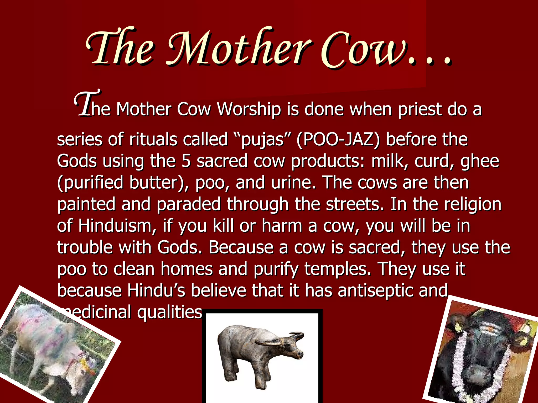 The Mother Cow… T he Mother Cow Worship is done when priest do a series of rituals called “pujas” (POO-JAZ) before the Gods using the 5 sacred cow products: milk, curd, ghee (purified butter), poo, and urine. The cows are then painted and paraded through the streets. In the religion of Hinduism, if you kill or harm a cow, you will be in trouble with Gods. Because a cow is sacred, they use the poo to clean homes and purify temples. They use it because Hindu’s believe that it has antiseptic and medicinal qualities. 
