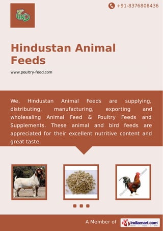 +91-8376808436

Hindustan Animal
Feeds
www.poultry-feed.com

We,

Hindustan

distributing,
wholesaling

Animal

Feeds

manufacturing,
Animal

Supplements. These

Feed

&

animal

are

supplying,

exporting
Poultry
and

bird

Feeds
feeds

and
and
are

appreciated for their excellent nutritive content and
great taste.

A Member of

 