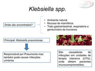 Klebsiella spp.
Onde são encontrados?
Principal: Klebsiella pneumoniae .
São causadoras de
infecções em unidades de
terapia intensiva (UTIs),
onde afetam pacientes
imunocomprometidos.
• Ambiente natural
• Mucosa de mamíferos
• Trato gastrointestinal, respiratório e
geniturinário de humanos
Responsável por Pneumonia mas
também pode causar infecções
urinárias
 