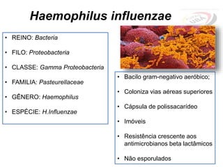 Haemophilus influenzae
• REINO: Bacteria
• FILO: Proteobacteria
• CLASSE: Gamma Proteobacteria
• FAMILIA: Pasteurellaceae
• GÊNERO: Haemophilus
• ESPÉCIE: H.Influenzae
• Bacilo gram-negativo aeróbico;
• Coloniza vias aéreas superiores
• Cápsula de polissacarídeo
• Imóveis
• Resistência crescente aos
antimicrobianos beta lactâmicos
• Não esporulados
 