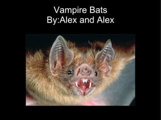 Vampire Bats By:Alex and Alex 