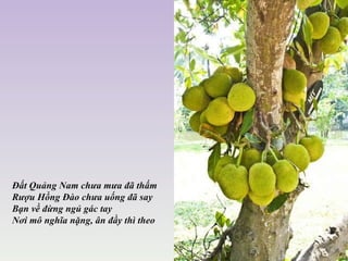 Ðất Quảng Nam chưa mưa đã thấm  Rượu Hồng Ðào chưa uống đã say  Bạn về đừng ngủ gác tay  Nơi mô nghĩa nặng, ân đầy thì theo 